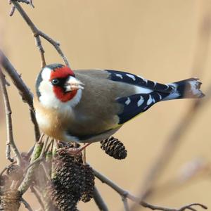 European Goldfinch