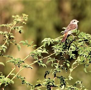 Red-backed Shrike