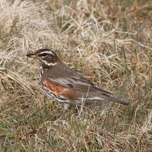 Redwing