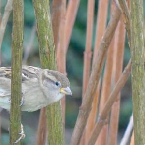 House Sparrow