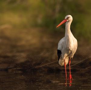 White Stork