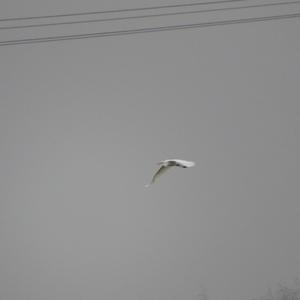 Great Egret