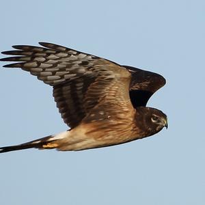 Northern Harrier