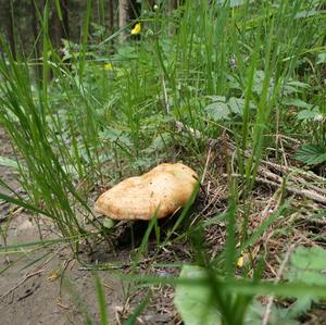 False Saffron Milk Cap