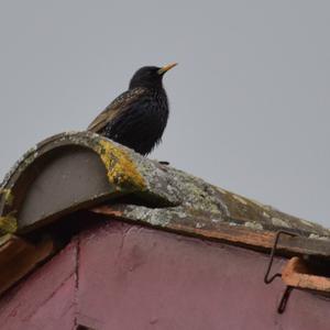 Spotless Starling