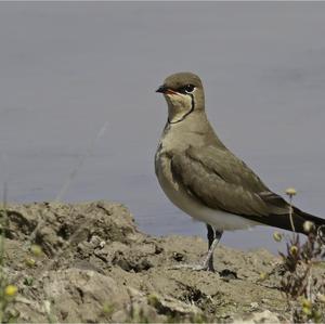 Collared Pratincole