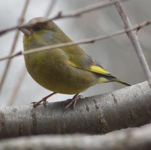 European Greenfinch