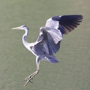 Grey Heron