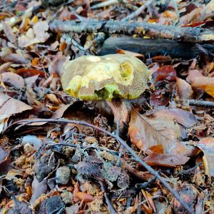 Red-cracked Bolete