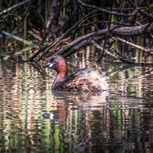 Little Grebe