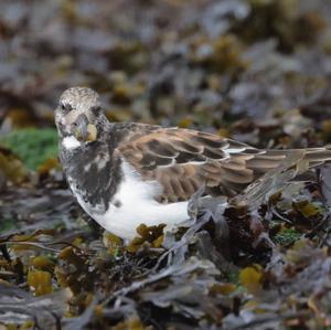 Ruddy Turnstone