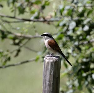 Red-backed Shrike