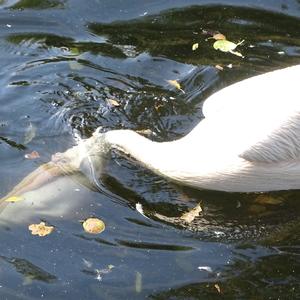 Great White Pelican