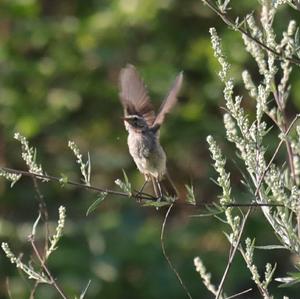 Bluethroat