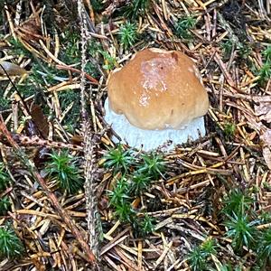 Summer Bolete