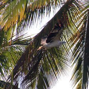 White-bellied Sea-eagle