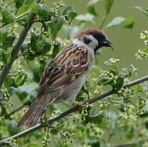 House Sparrow