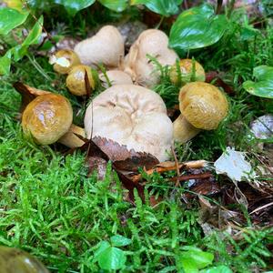 Parasitic Bolete