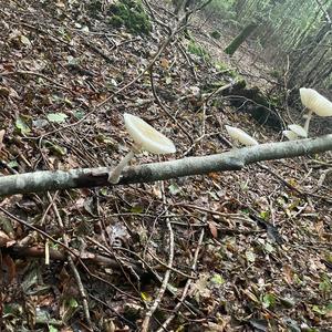 Porcelain Fungus