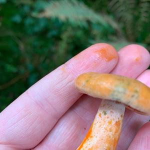 False Saffron Milk Cap