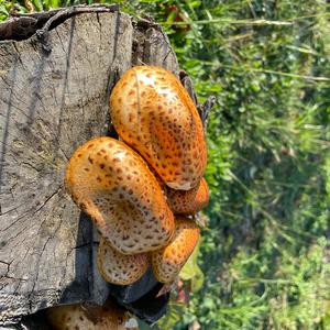 Golden False Pholiota