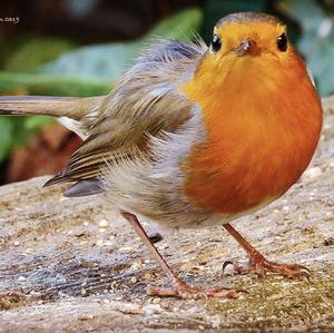 European Robin