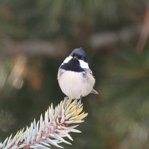 Coal Tit