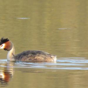 Great Crested Grebe