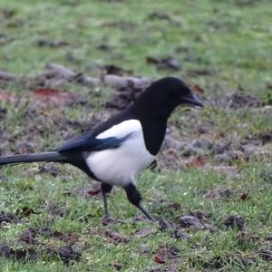 Black-billed Magpie