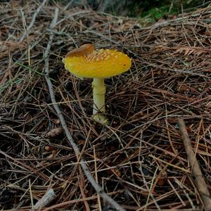 Fly Agaric