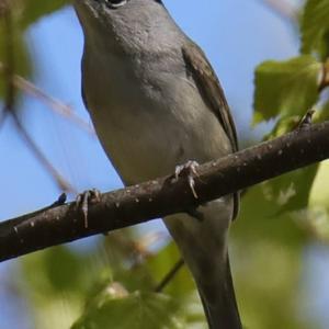 Blackcap