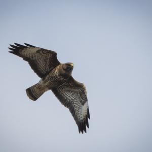 Mäusebussard