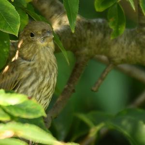 Eurasian Linnet