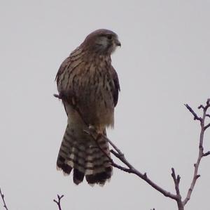 Common Kestrel