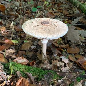 Ricken`s Parasol