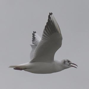 Black-headed Gull