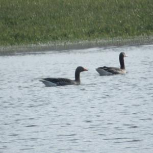 Greylag Goose