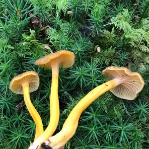 Trumpet Chanterelle