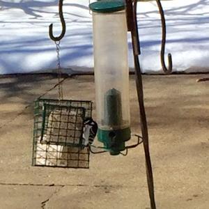 Downy Woodpecker