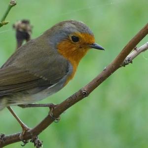 European Robin