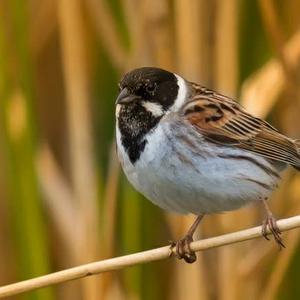 Reed Bunting