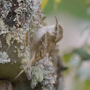 Eurasian Treecreeper