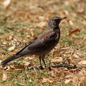 Fieldfare