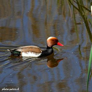 Red-crested Pochard