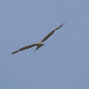 Black Kite