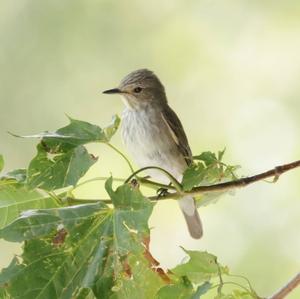 Spotted Flycatcher