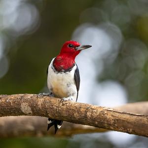 Red-headed Woodpecker