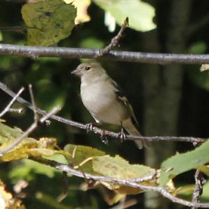 Eurasian Chaffinch