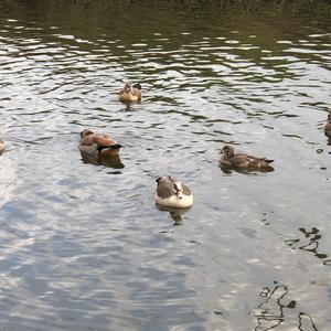 Nilgans