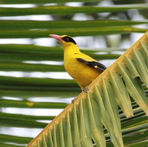 Black-naped Oriole